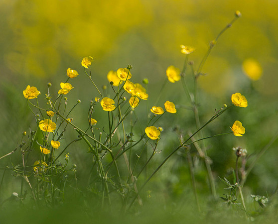 Buttercups