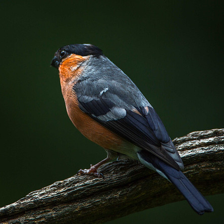 Bull Finch m