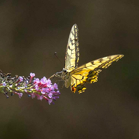Swallowtail