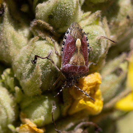 Sloe Bug /Hairy Shieldbug