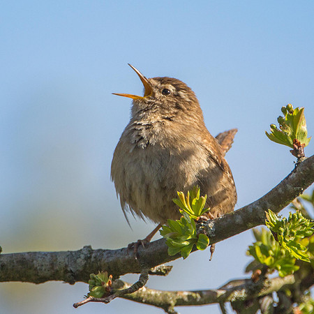 Wren