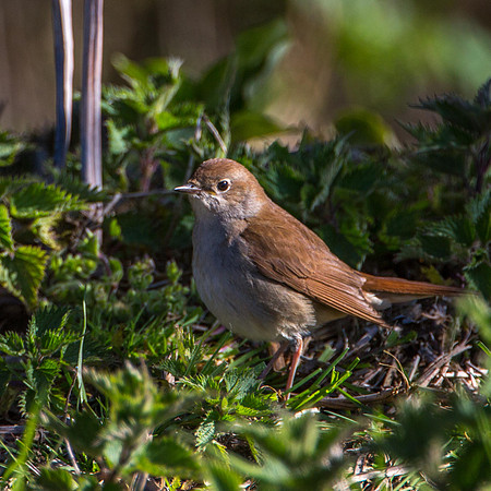 Nightingale