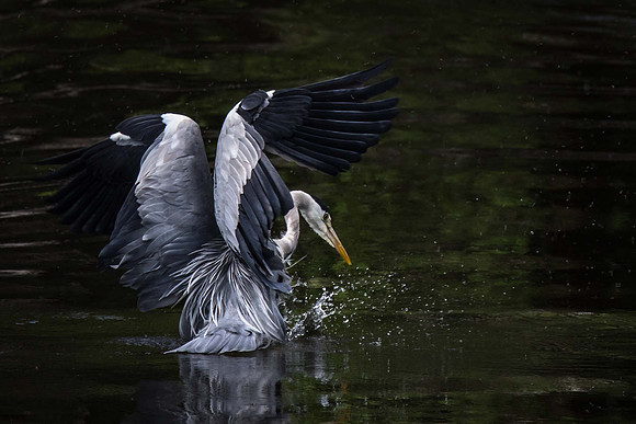 Cenarth Heron catching Lamperns?
