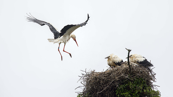 67 returns to nest