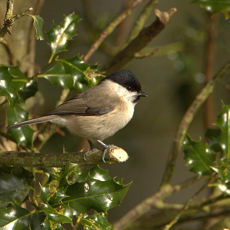Marsh Tit