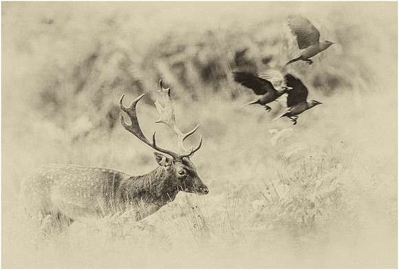 Richmond Fallow buck and Jackdaws, Scored 9, April 2016