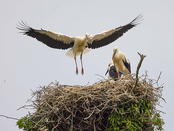 B5 practices flying having expelled a forth chick, now being reared separately