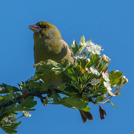 Greenfinch