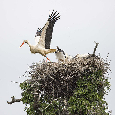 86 leaves the nest