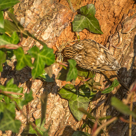 At nest