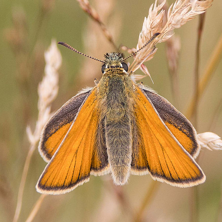 Small Skipper