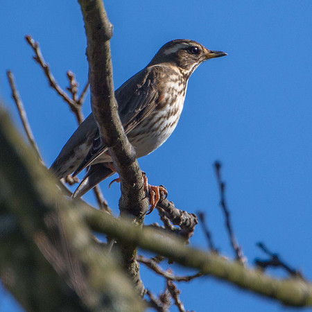 Redwing