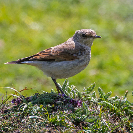 Wheatear (j)