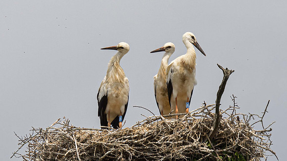 Suspicion that the nest is a bitsmelly as lots of flies present