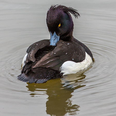Tufted Duck