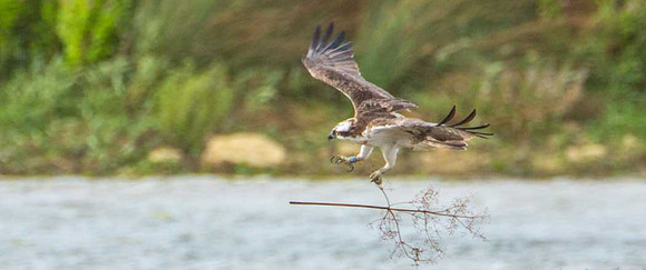 Rutland Osprey