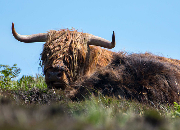 Lundy Highland Cow