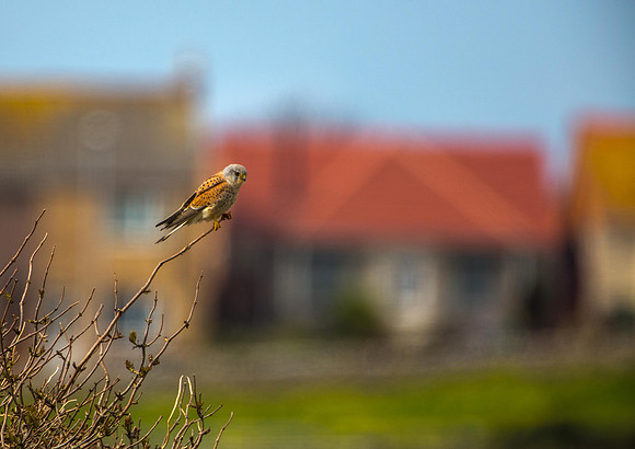 Kestral Male