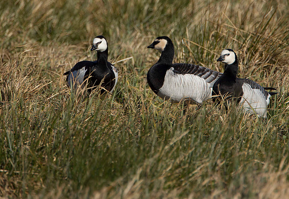 Barnacle Geese