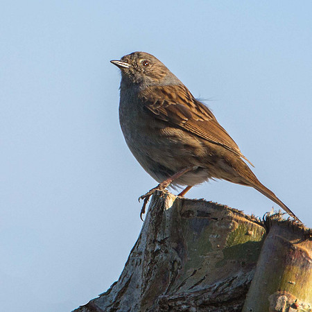 Dunnock (Hedge Sparrow)