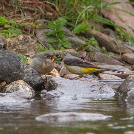 Feeding young