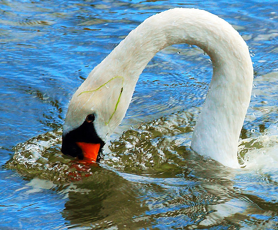 Haven Swan