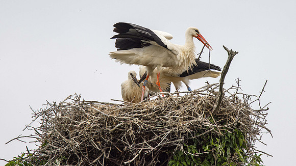 86 brings in more nesting material