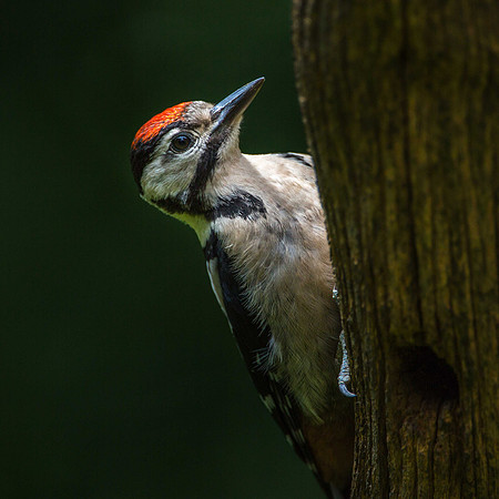 Greater Spotted Woodpecker