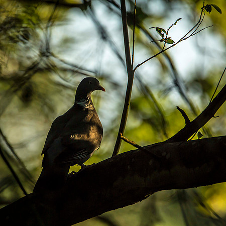 Wood Pigeon