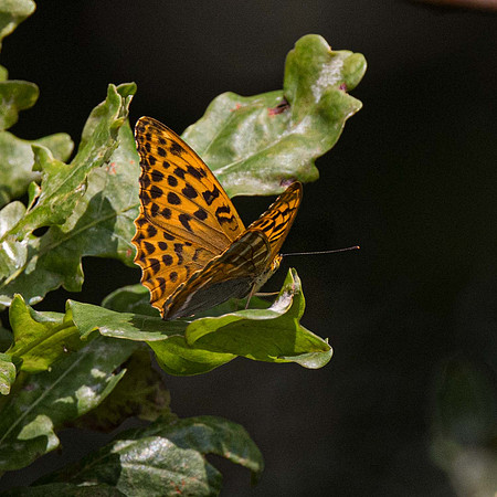 Dark Green Fritilliary