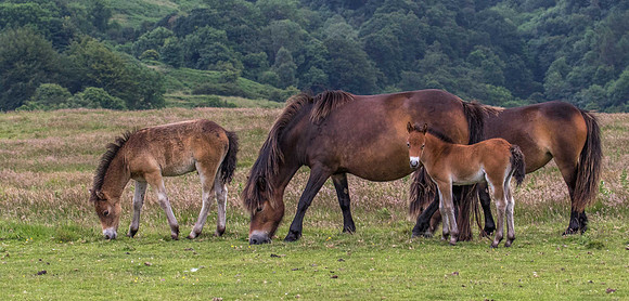 Exmoor Wild Ponies