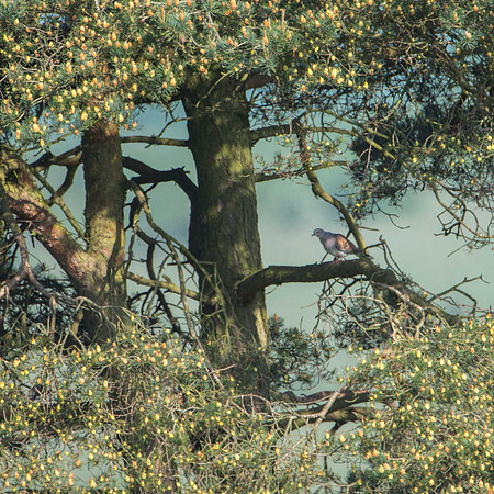 Turtle Dove