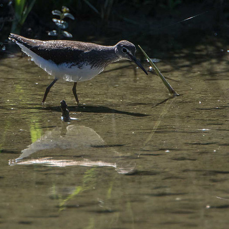 Green Sandpiper