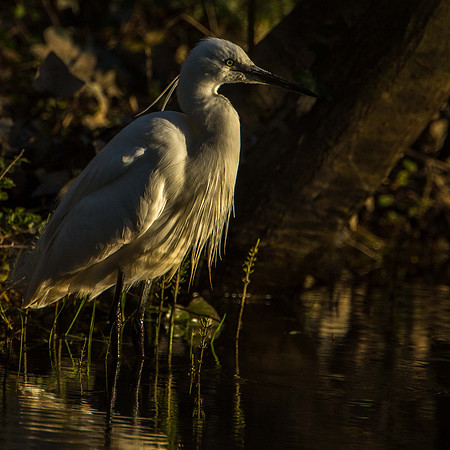 Little Egret