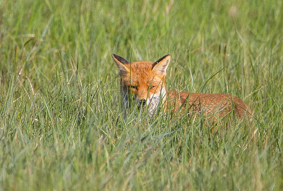 Fox