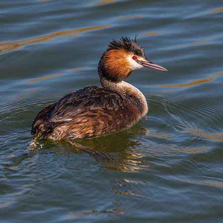 Great Crested Grebe
