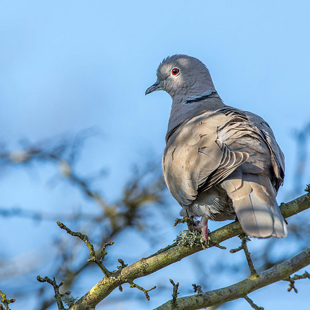 Collared Dove