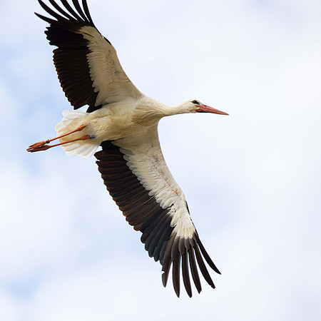 2X near the nest