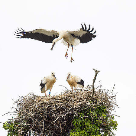 The chicks fledged a few days ago but as teenagers still like to be fed