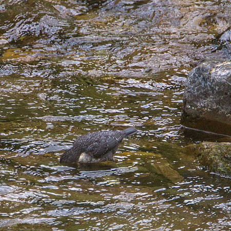 Exmoor Dipper
