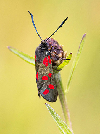 Six Spot Burnet Moth