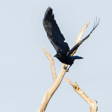 Carrion Crow