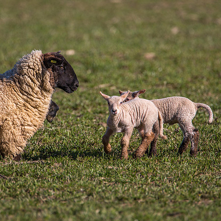 Suffolk Sheep