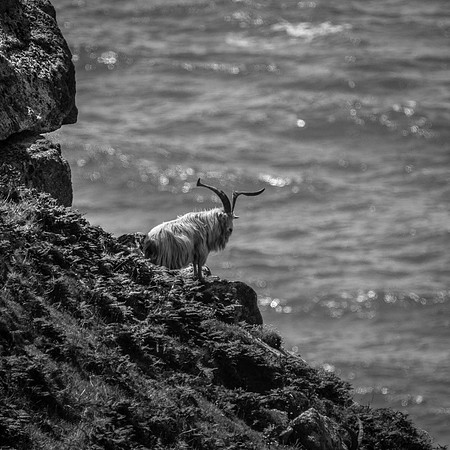 Lundy, Wild Goat