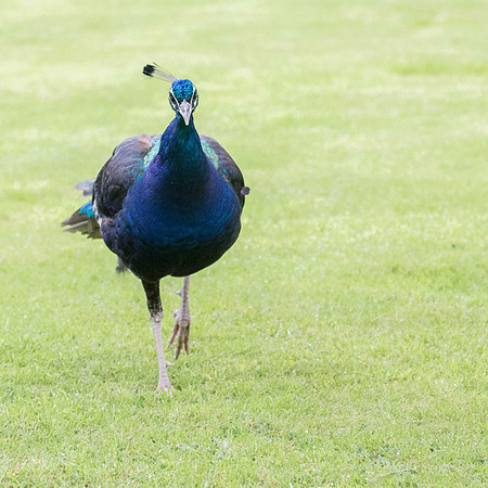 Peacock