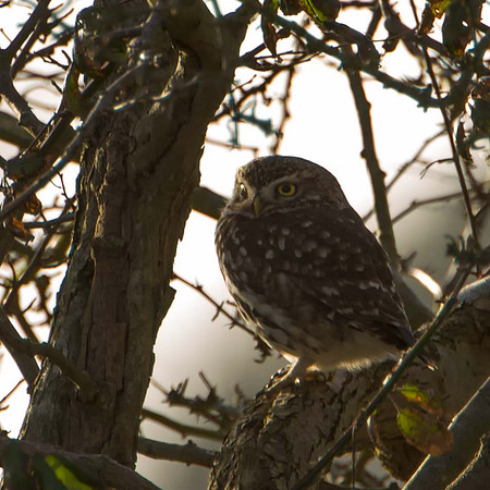 Warsash Little Owls