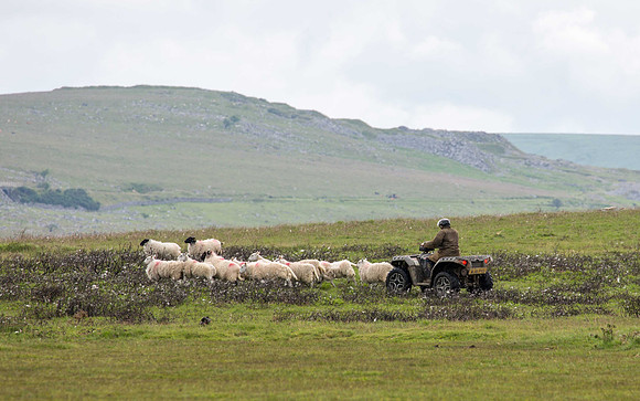 Dartmoor Roundup