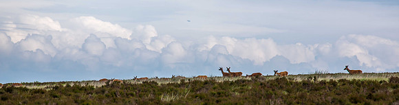 Exmoor Deer