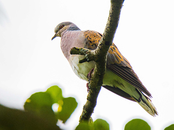 Turtle Doves are increasing at Knepp but drastically declining everywhere else