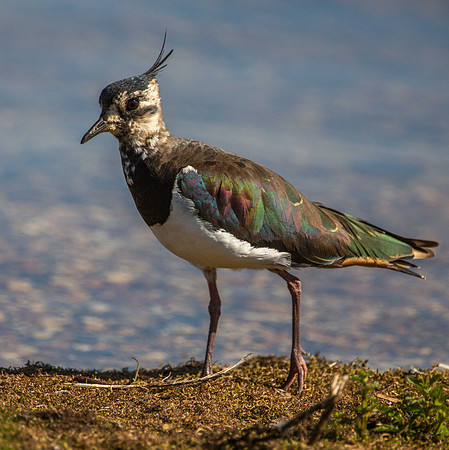 Lapwing (Peewit)